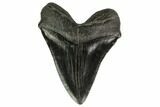 Fossil Megalodon Tooth - + Foot Prehistoric Shark #151808-2